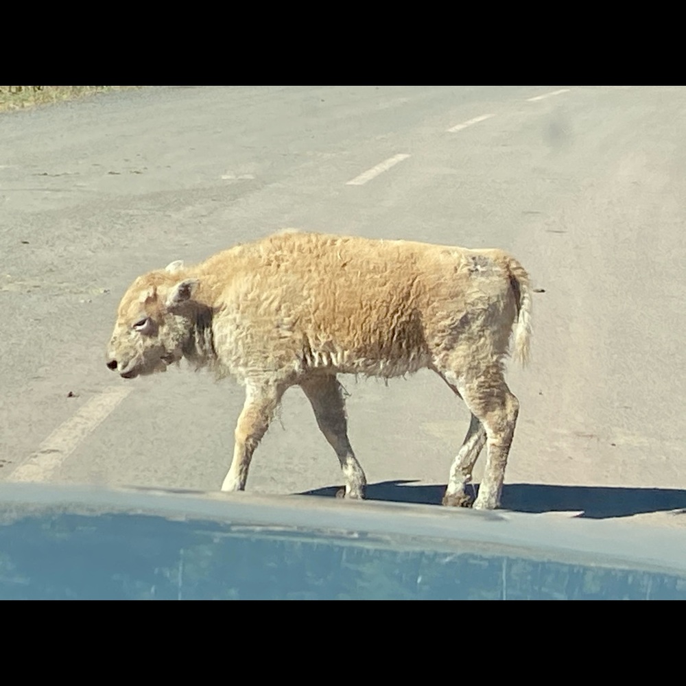 Meet your Posher, Fabiola